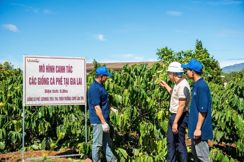 Vĩnh Hiệp đang hợp tác cùng khoảng 1.500 hộ nông dân, đa số là bà con đồng bào dân tộc thiểu số