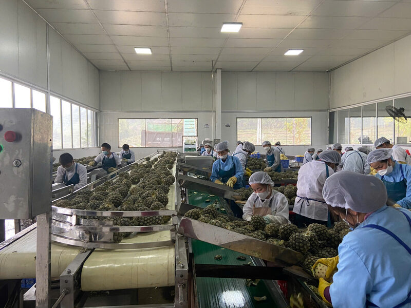 Nhà máy chế biến dứa xuất khẩu tại xã Bản Lầu. Ảnh: Á Châu