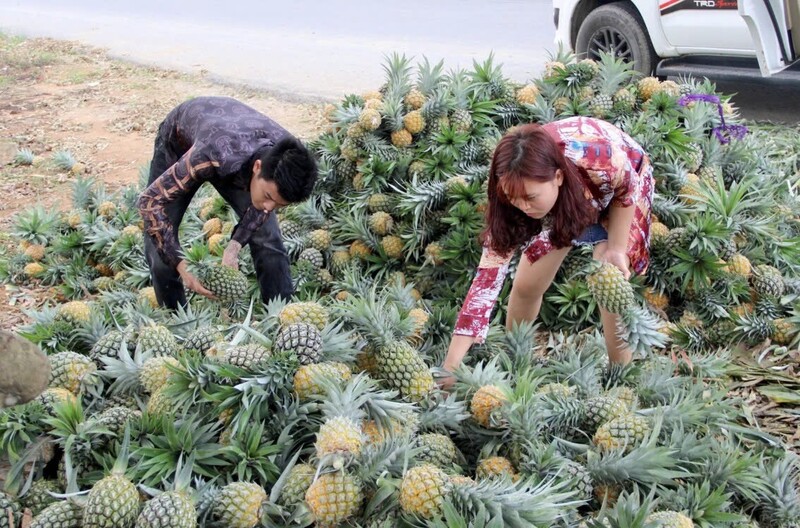Dứa không chỉ là trụ cột kinh tế nông nghiệp mà còn là "chìa khóa vàng" trong hành trình giảm nghèo bền vững. Ảnh: Xuân Hoàng
