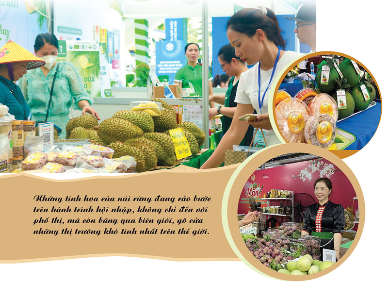 Longform | Tinh hoa núi rừng vươn ra thế giới - 9