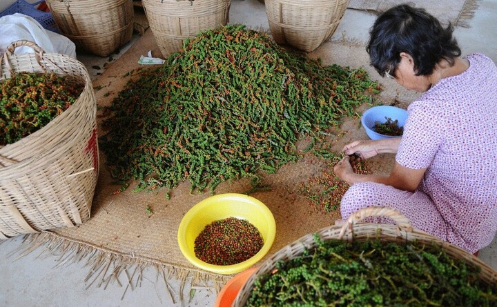 7 tháng đầu năm, Việt Nam xuất khẩu được 145.046 tấn hồ tiêu các loại với kim ngạch thu về 988 triệu USD
