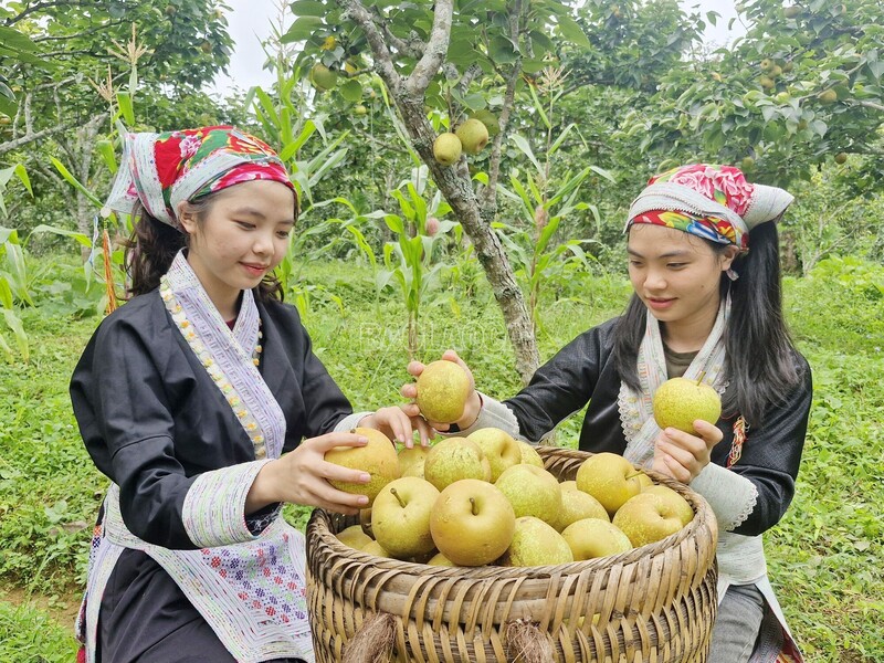 Lào Cai đã xây dựng được nhiều chuỗi liên kết sản xuất gắn với tiêu thụ sản phẩm (Ảnh: Báo Lào Cai)