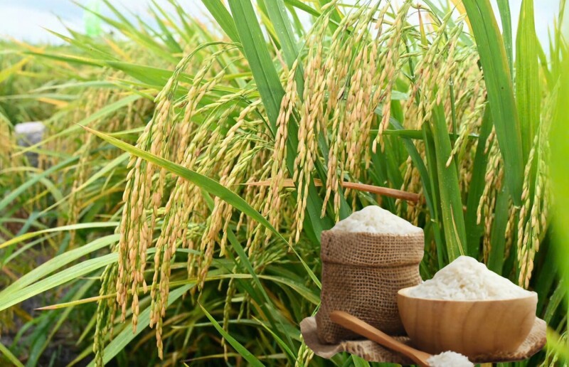 Giá lúa gạo hôm nay ngày 9/8: Thị trường lặng sóng. Ảnh: Thanh Minh.
