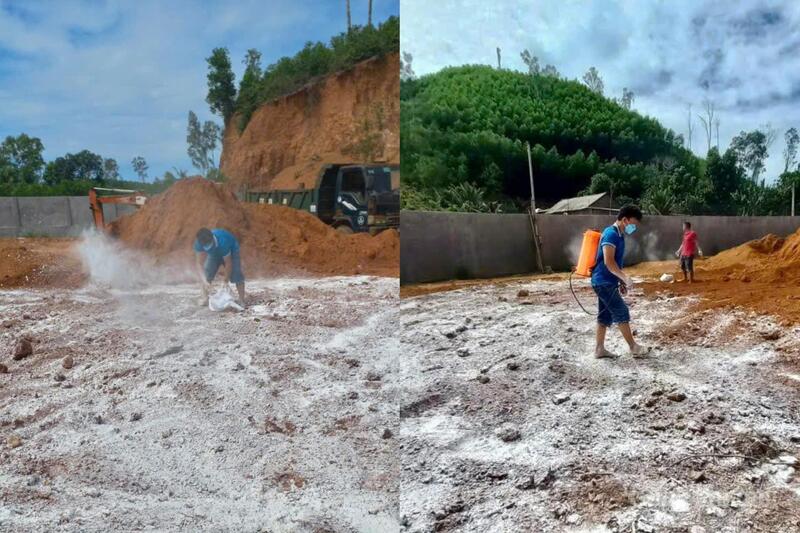 Hơn 100 tấn heo được đưa đi tiêu huỷ