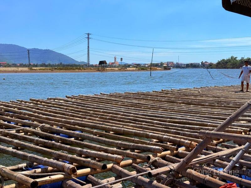 Bè nuôi hàu trên sông Ròon tại Quảng Trị