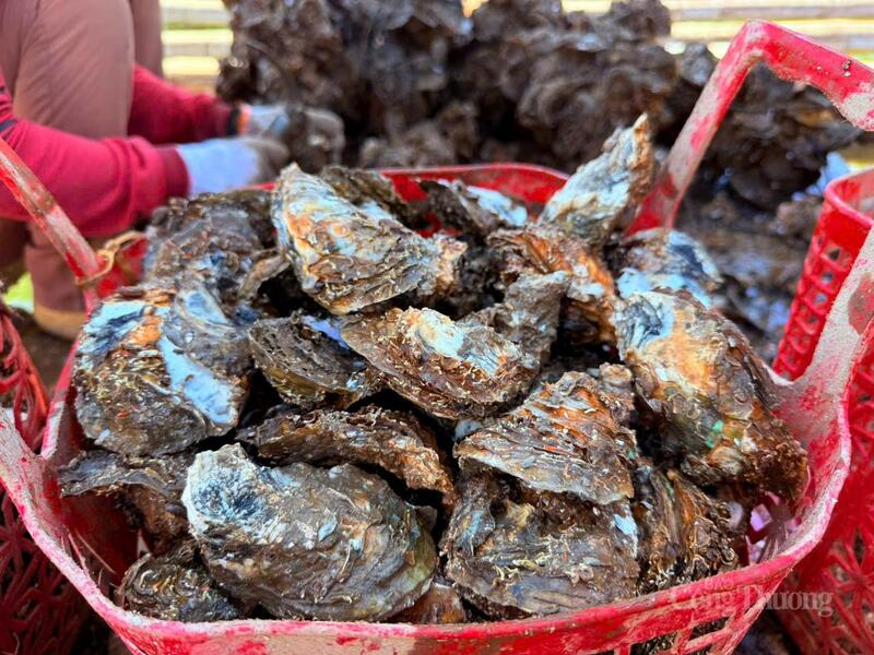 Hàu thương phẩm vừa được thu hoạch