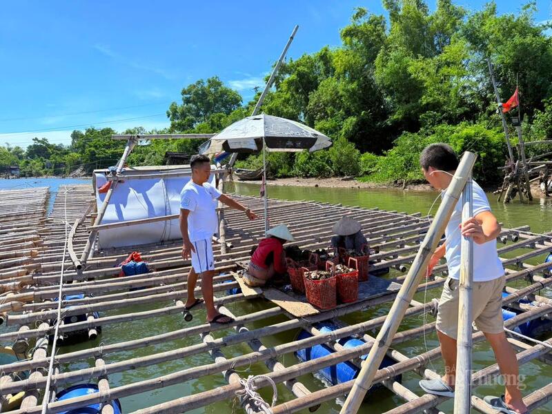 34 bè nuôi phân bố khoa học, mỗi bè rộng 85m²