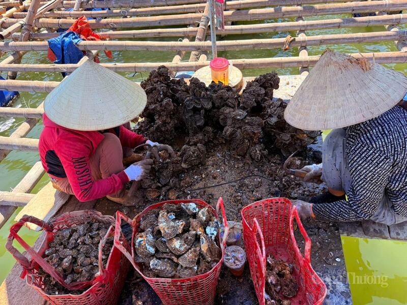 Lao động địa phương đang thu hoạch hàu nuôi