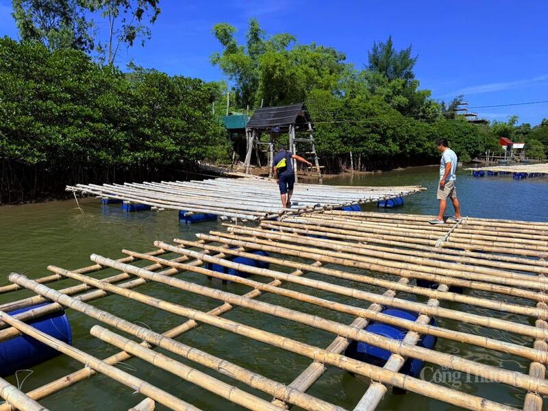 Các bè nuôi hàu trên sông Ròon