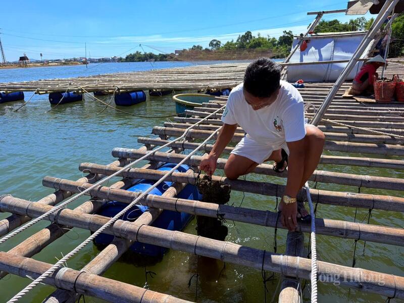 Anh Nguyễn Việt Cường bên bè nuôi hàu của gia đình