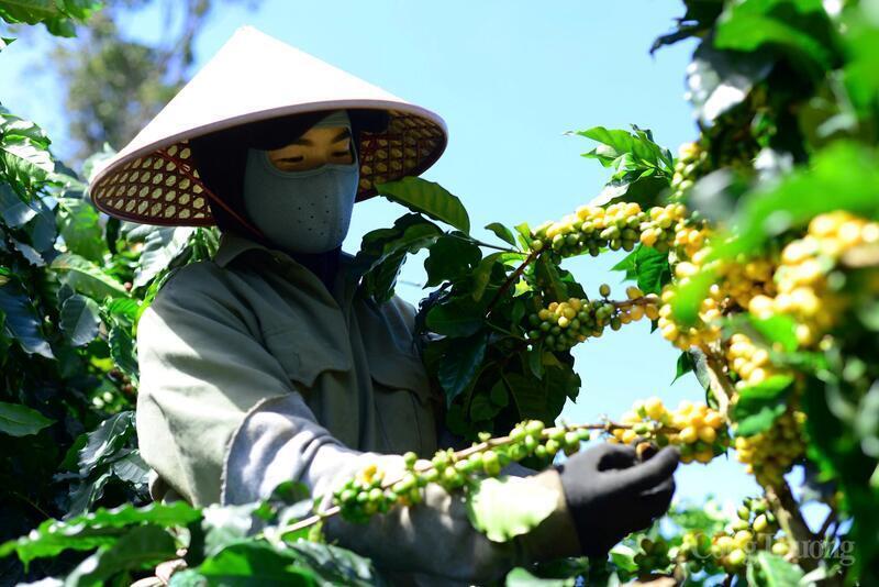 Giới chuyên gia nhận đinh, giá cà phê trong nước sẽ tăng trở lại vào đầu tuần mới. Ảnh: Tuấn Mỹ