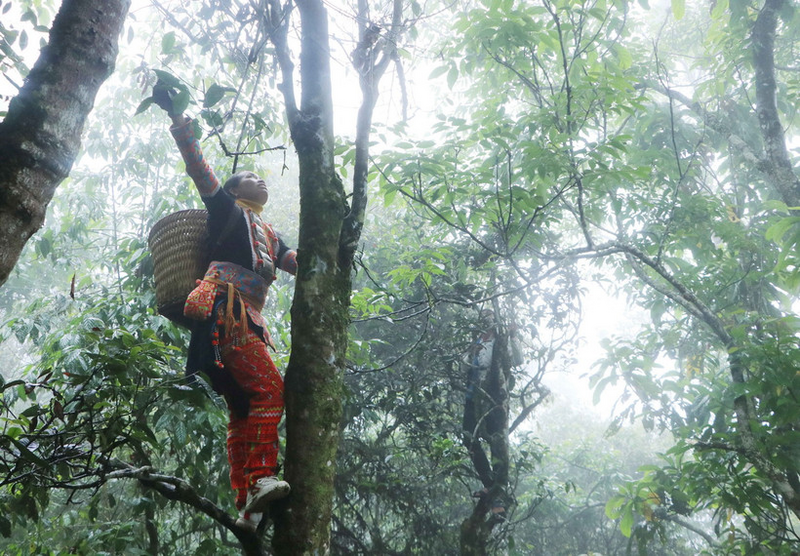 Chè Shan tuyết đang giúp bà con dân tộc thiểu số trên địa bàn tỉnh Lai Châu giảm nghèo, tăng thu nhập. Ảnh: TTXVN