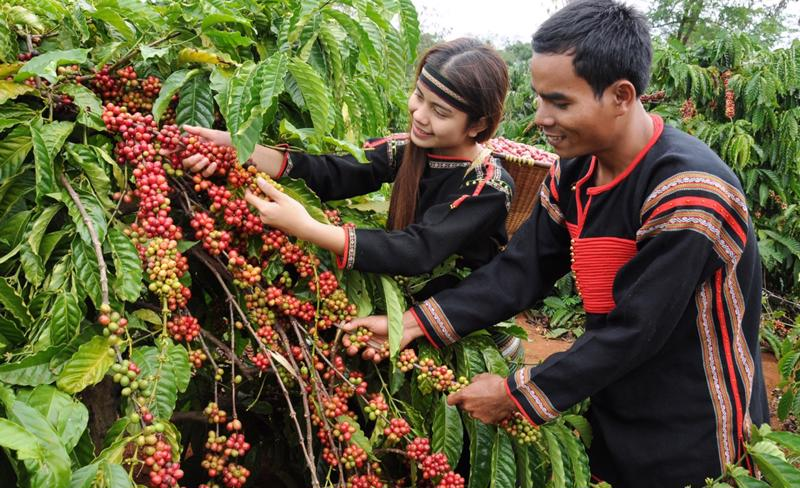 Lâm Đồng phát triển vùng chuyên canh cây cà phê chất lượng cao. Ảnh minh họa