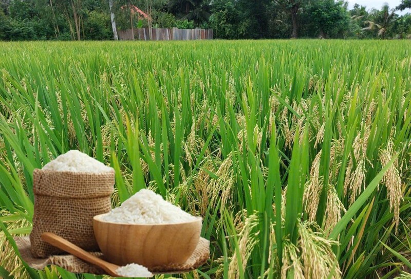 Giá lúa gạo hôm nay ngày 11/8: Gạo nguyên liệu xuất khẩu tăng nhẹ, lúa tươi vững giá. Ảnh: Thanh Minh.