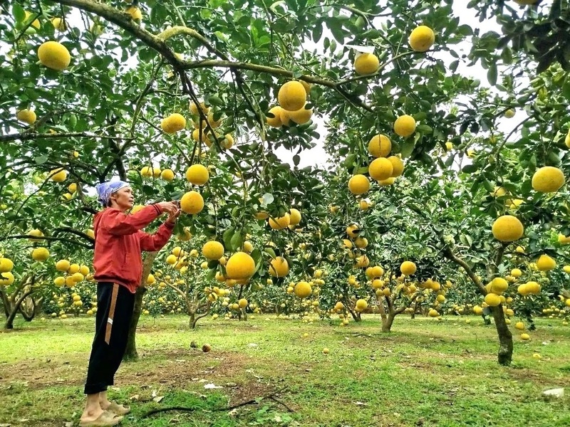 Bà Khuất Thị Thanh bên vườn bưởi diễn đủ tiêu chuẩn xuất khẩu của gia đình. Ảnh: Thu Hằng