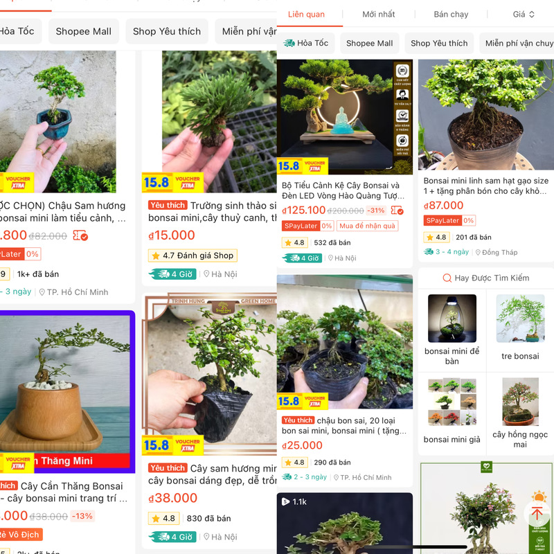 Dễ dàng tìm thấy bonsai mini trên các sàn thương mại điện tử