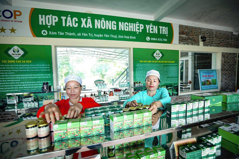 Từ diện tích lúa kém hiệu quả, người dân Yên Trị đã chuyển đổi sang trồng cây dược liệu và chế biến thành các loại cao thảo dược, được thị trường đón nhận. Ảnh: Nguyễn Yến