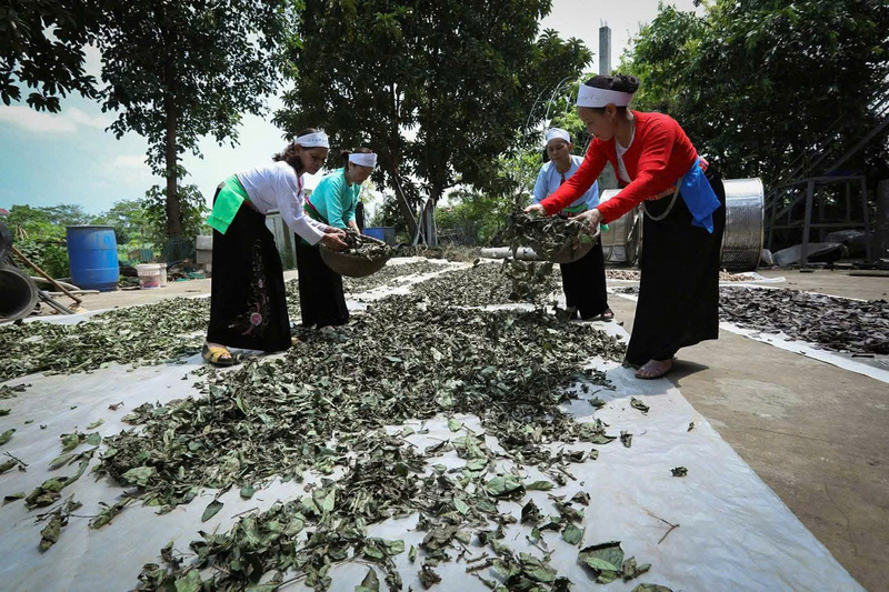 Các thành viên Hợp tác xã Nông nghiệp Yên Trị phơi lá xạ đen. Ảnh: Nguyễn Yến