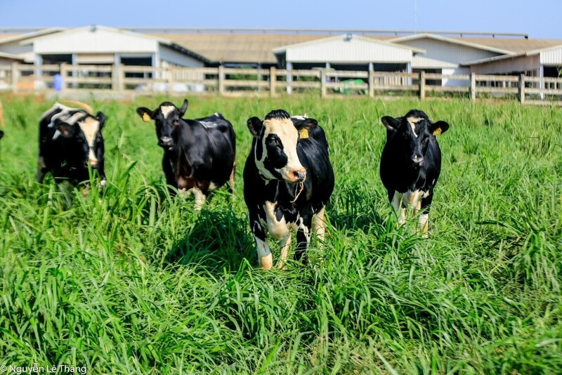 Theo đại diện TH true MILK, việc tăng trưởng đàn bò sữa là điều kiện tiên quyết để tạo sự đột phá cho chiến lược phát triển ngành sữa. Ảnh TH cung cấp.