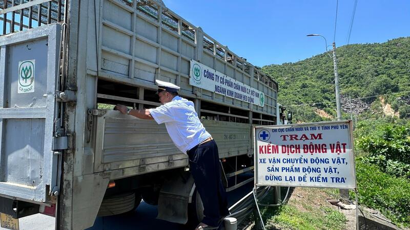 Cơ quan chức năng tỉnh Đắk Lắk kiểm tra phương tiện vận chuyển heo đảm bảo đúng quy định. Ảnh: Hoàng Nguyên