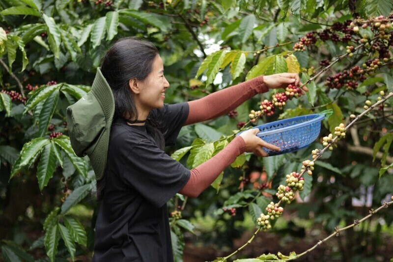 Giá cà phê trong nước tăng mạnh trong những phiên gần đây.Ảnh: Tuấn Mỹ
