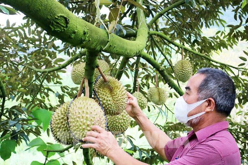 Xuất khẩu sầu riêng của Việt Nam đang từng bước được phục hồi, dần lấy lại đà tăng trưởng trở lại.