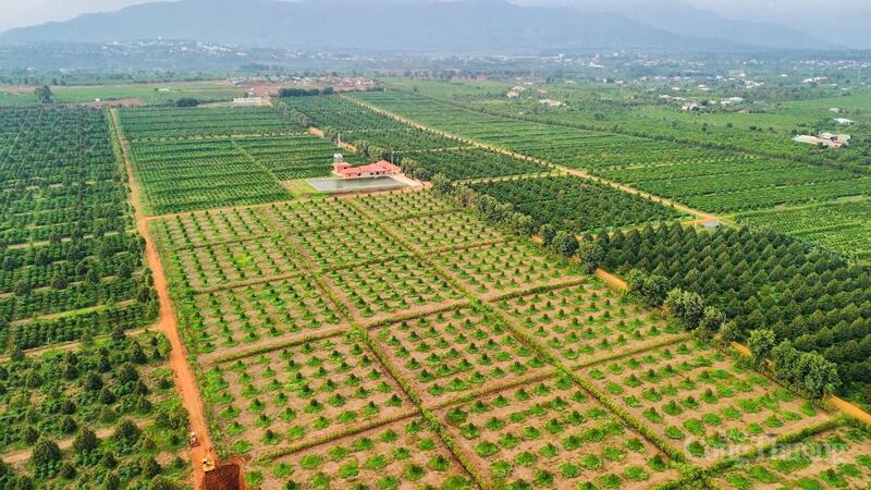 Gia Lai có vùng nguyên liệu rộng lớn, phù hợp cho các doanh nghiệp đầu tư vào ngành công nghiệp chế biến. Ảnh: Hiền Mai