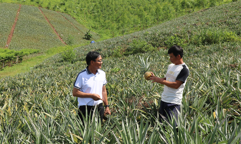 Anh Đàm Văn Thức (bên phải) trao đổi kinh nghiệm chăm sóc dứa với trưởng thôn Trần Đức Mỳ. Ảnh: Đỗ Thành Nam