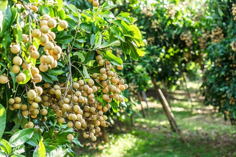 Sơn La đã tiêu thụ hơn 9.300 tấn nhãn, trị giá gần 375 tỷ đồng