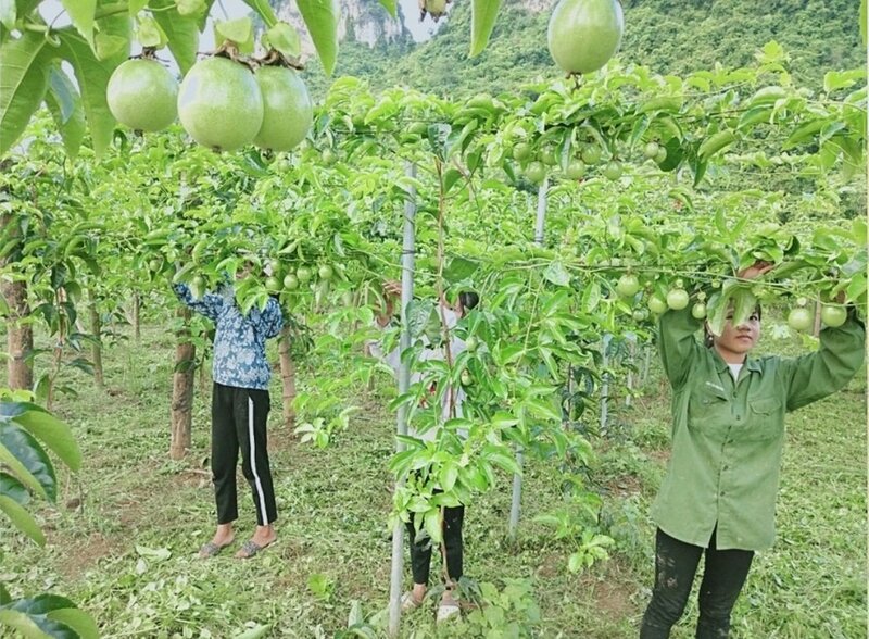 Người dân thoát nghèo nhờ phát triển sinh kế bền vững. Ảnh minh hoạ