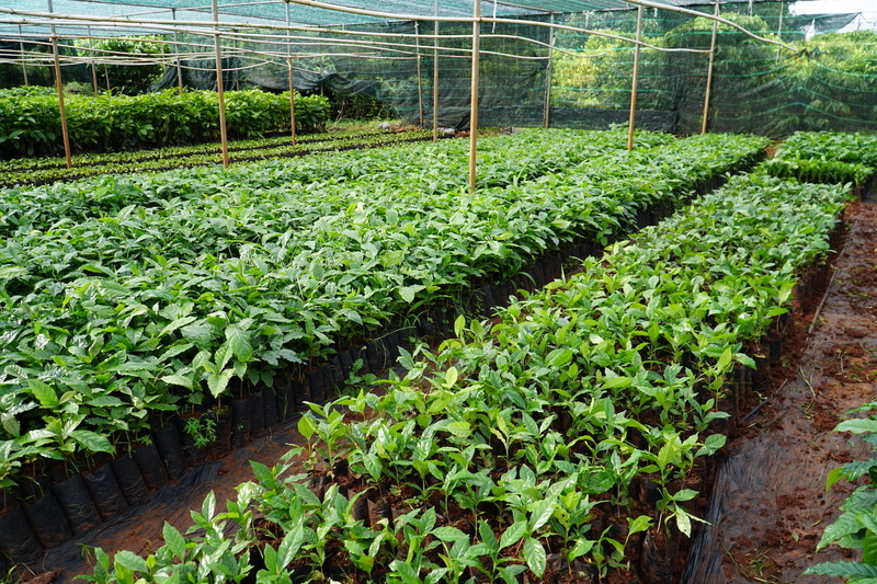 Nhiều xã miền núi của tỉnh Quảng Ngãi dự định mở rộng diện tích canh tác cà phê để giảm nghèo bền vững. Ảnh: Quảng Phú