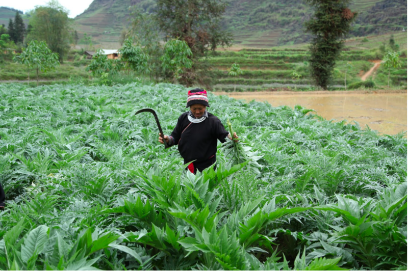 Dược liệu giúp bà con dân tộc thiểu số trên địa bàn tỉnh Lào Cai thoát nghèo. Ảnh minh hoạ