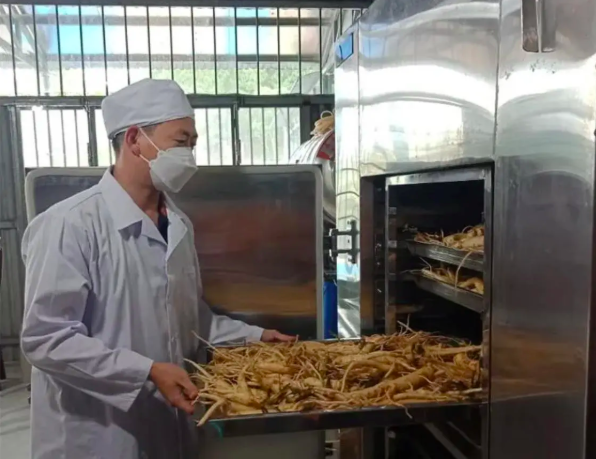 Chế biến sâu dược liệu đang được người dân Lào Cai ưu tiên. Ảnh minh hoạ