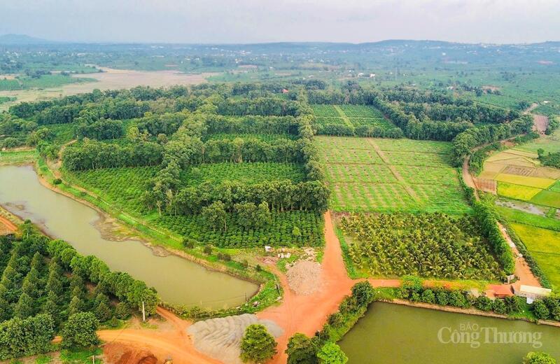 Vùng nguyên liệu dồi dào phục vụ ngành công nghiệp chế biến. Ảnh: Hiền Mai