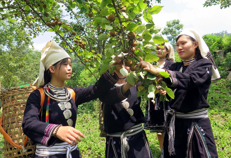 Đồng bào dân tộc Dao thu hoạch lê - một cây trồng chủ lực giúp người dân xóa đói, giảm nghèo. Ảnh: TTXVN
