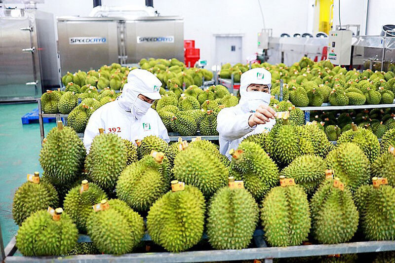 Sầu riêng là một trong những mặt hàng nông sản chủ lực mà các doanh nghiệp Trung Quốc quan tâm, thu mua của Việt Nam.