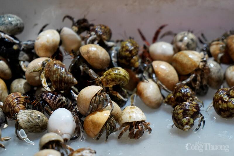 Ngoài cá cảnh, ốc mượn hồn cũng được bày bán tại chợ.