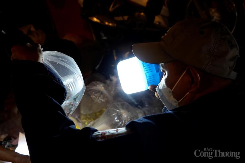 Khách mua cá thường rọi đèn pin để kiểm tra màu sắc, chất lượng cá