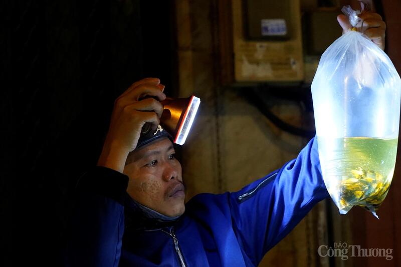 TP. Hồ Chí Minh: Theo chân thương lái săn cá cảnh ở 'chợ âm phủ'  - 6