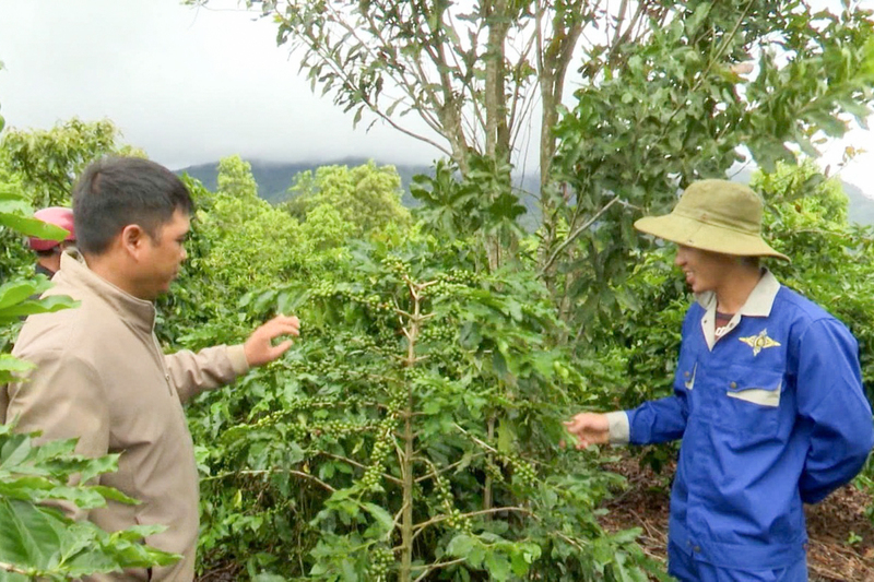 Xã Xốp từng bước hình thành vùng sản xuất cây công nghiệp. Ảnh: UBND xã Xốp