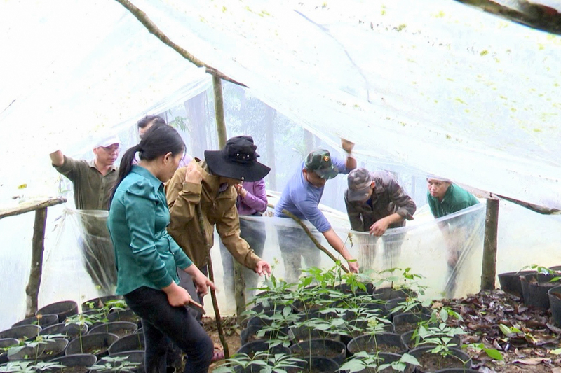 Người dân xã Xốp dần mở rộng diện tích trồng cây dược liệu. Ảnh; UBND xã Xốp