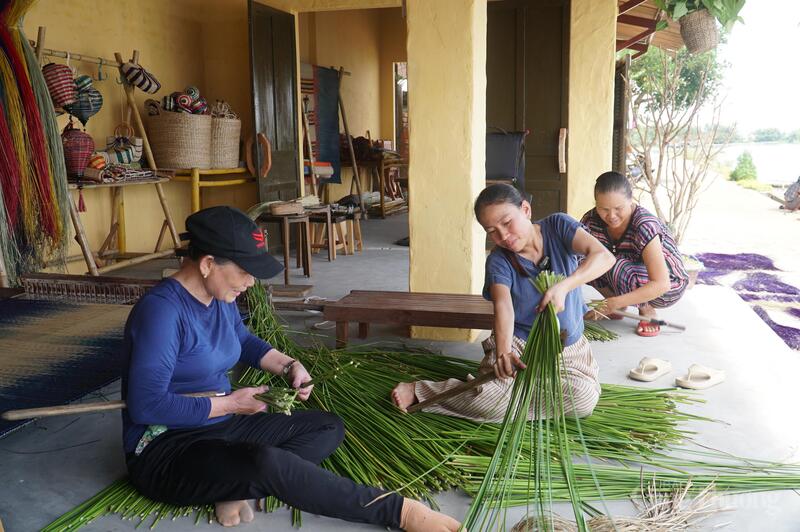 Cói tươi được thu hoạch sau đó sẽ được chẻ làm đôi và phơi khô.