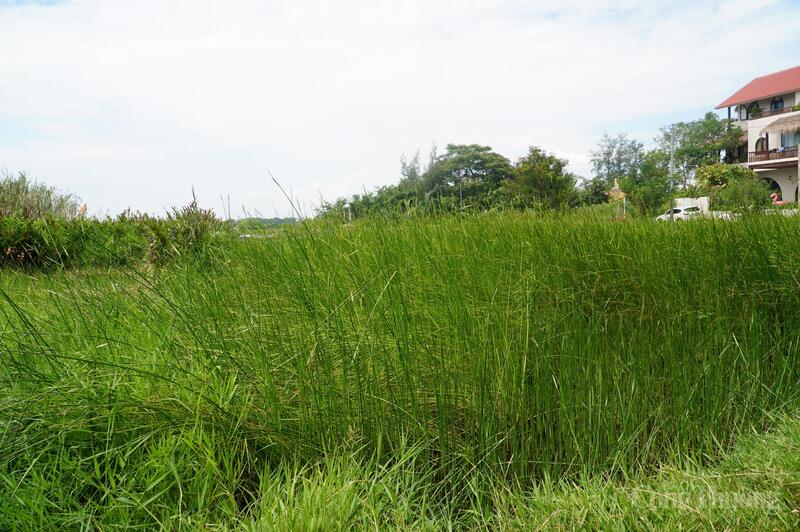 Cánh đồng cói Cẩm Kim, nơi làm nguyên liệu đầu vào cho những tấm chiếu cói Kim Bồng.