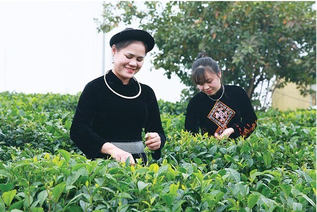 Bà Hoàng Thị Tân, Giám đốc Hợp tác xã Tâm Trà Thái bên đồi chè - Ảnh: HTX