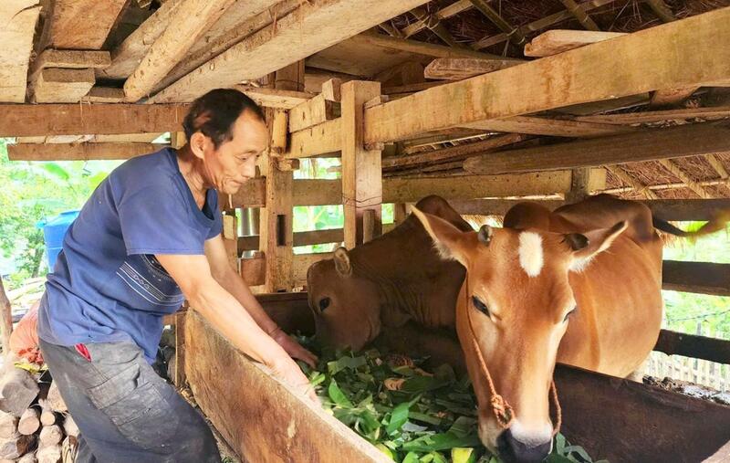 Người dân xã Bảo Lạc được hỗ trợ từ Chương trình Mục tiêu quốc gia giảm nghèo bền vững để chăn nuôi bò cái sinh sản. Ảnh: BCB.