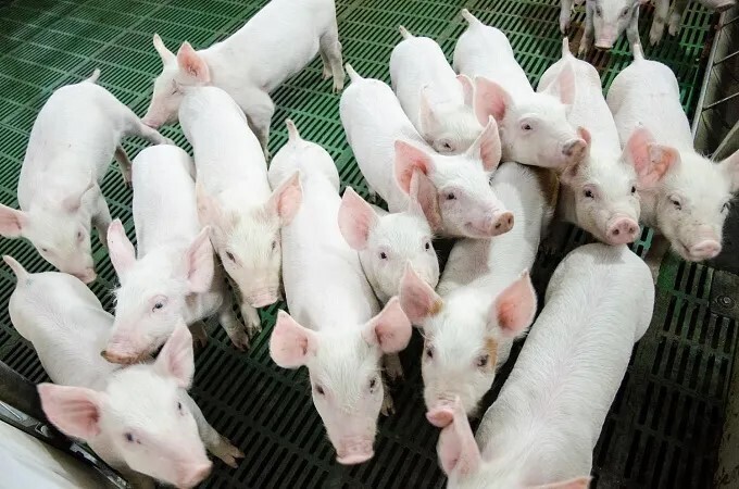 Giá heo hơi hôm nay 19/8/2025: Xuống mức 55.000 đồng/kg ở miền Trung
