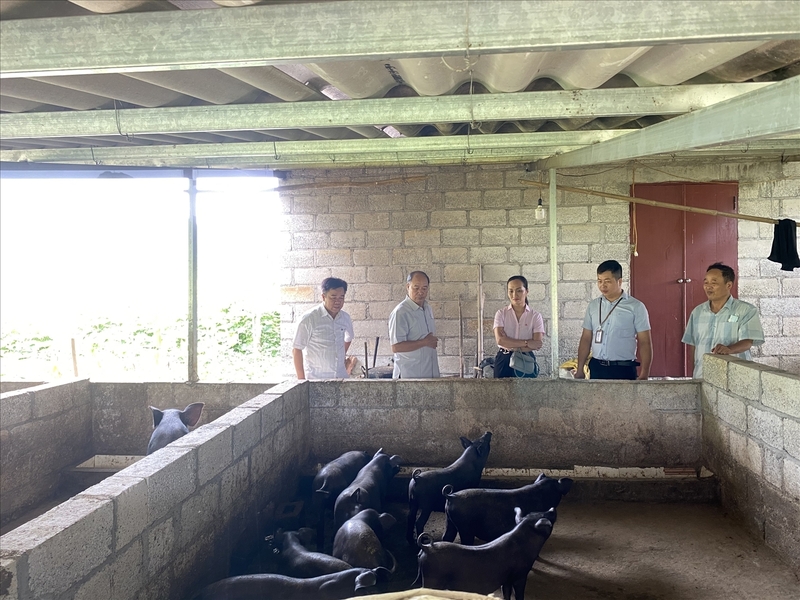 Cán bộ Ngân hàng Chính sách xã hội trực tiếp đến kiểm tra từng hộ gia đình vay vốn để phát triển sản xuất. Ảnh Mai Hương