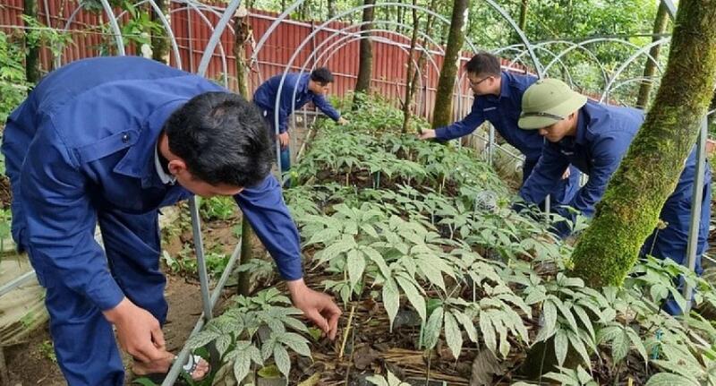 Vườn sâm Lai Châu đang được chăm sóc khoa học và phát triển tốt dưới tán rừng già tự nhiên. Ảnh: N.H