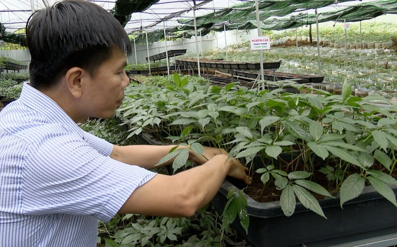 Nhiều loài dược liệu quý có thể trồng dưới tán rừng góp phần phục hồi rừng, điển hình là sâm Ngọc Linh, sâm Lai Châu, tam thất hoang, bảy lá một hoa... Ảnh: Duy Học.