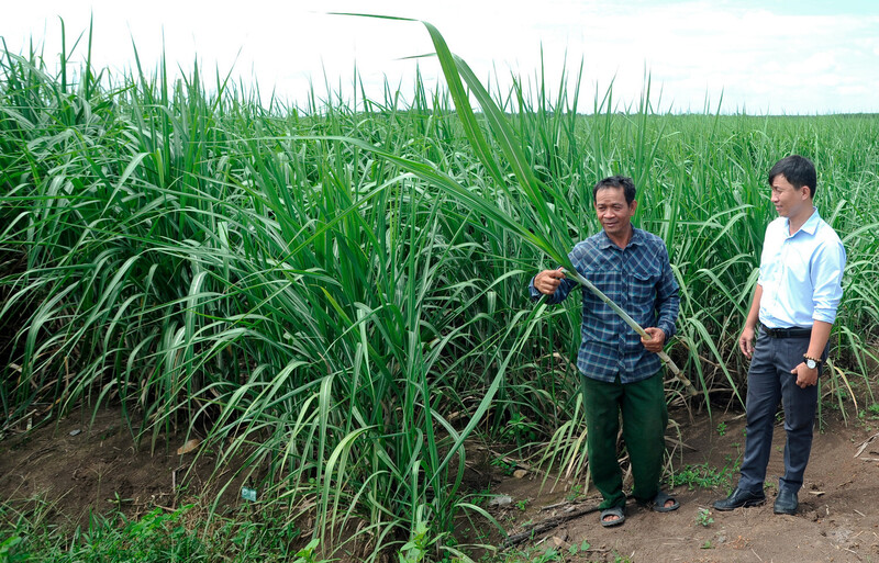 Ông Van Na Nắc (bên trái ảnh), người Khmer ở xã Tân Đông (Tây Ninh) giới thiệu với chính quyền địa phương mô hình trồng mía hiệu quả của gia đình. Ảnh: An Hiếu